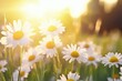 © ArtCookStudio - Bright daisies bloom in a sunlit field during a warm spring afternoon