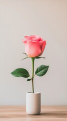 Canvas Print - Pink rose with delicate petals stands gracefully against a soft background