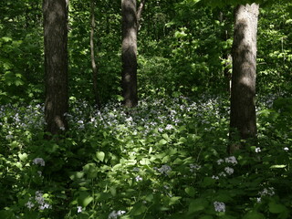 Wall Mural - forest in spring