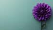 © aubriella - A striking purple dahlia on a muted green backdrop, close-up shot, Minimalist style