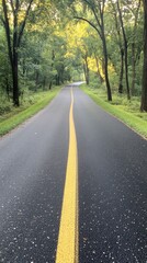 Wall Mural - Winding forest road lined with tall trees and dappled sunlight during late afternoon