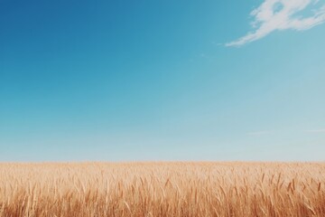 Canvas Print - Golden wheat field under clear blue sky during a sunny day