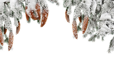 Wall Mural - branches with cones of christmas tree ( spruce, fir ) covered of hoarfrost and snow in winter on a w