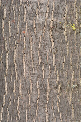 Wall Mural - Broad-leaved lime bark detail