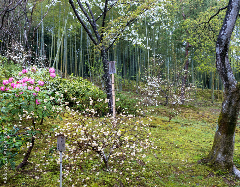 Blooming trees and plants in a garden in Japan, The labels in english ...