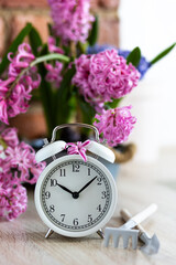 Wall Mural - Daylight spring saving time concept. white alarm clock changing from winter to summer time. Turn time forward. Pink fresh springtime flowers hyacinth on background. Home gardening, leisure, hobby