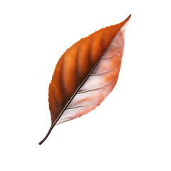 Leinwandbilder - Capturing the beauty and essence of fall with a close-up of a vibrant orange autumn leaf on a transparent background
