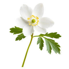 Aufkleber - White wood anemone flower blooming on transparent background, showing its delicate petals and green leaves