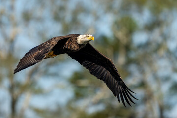 Wall Mural - an american bald eagle flying through a forest