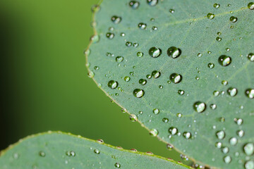 Wall Mural - plant with water drops on leaves against blurred green background, macro view. space for text