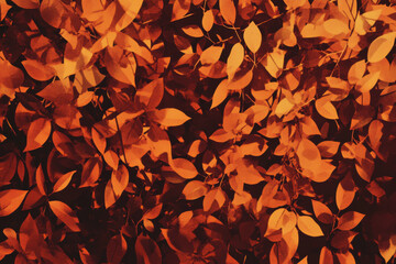 Wall Mural - Dense autumn forest texture, overlapping orange and red leaves with scattered sunlight breaking through
