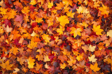Wall Mural - Dense autumn forest texture, overlapping orange and red leaves with scattered sunlight breaking through