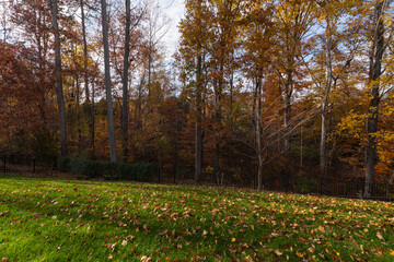 Wall Mural - Autumn Leaves on Green Lawn. A lush green lawn covered with scattered autumn leaves, surrounded by colorful trees in full fall foliage, creating a serene and picturesque outdoor setting.