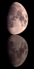 Wall Mural - 39 11-11-2024 waxing gibbous moon at 81.3 percent illumination stretched into egg shape with reflect