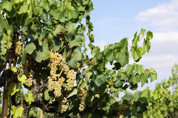 Wall Mural - Fresh ripe juicy grapes growing on branches in vineyard