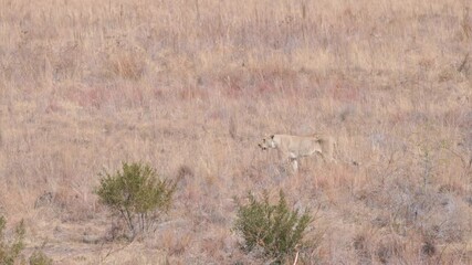 Wall Mural - a high frame rate wide angle tracking clip of a lioness walking on a hillside at pilanesberg national park in south africa