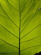 © Dezayn - Macro Shot of a Vibrant Green Leaf with Detailed Veins