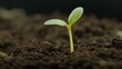 © Passakorn - Environmental Considerations for a Sustainable Future. A small green seedling emerging from rich dark soil, symbolizing growth and renewal.