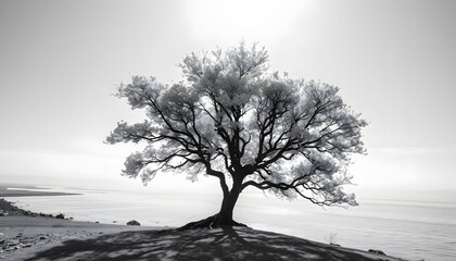 beautiful black and white photograph of a tree by the river isolated with white highlights, png