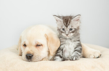 Fototapete - Sleepy Golden retriever puppy lying with tiny maone coon cat on a bed at home