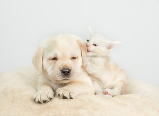 Aufkleber - Playful maine coon kitten chews puppy's ear on a bed at home
