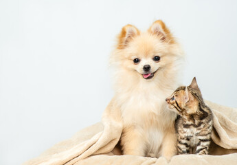 Aufkleber - Happy Spitz puppy sitting with bengal kitten on a bed wrapped in cozy plaid