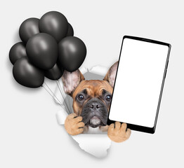 Aufkleber - Cool French bulldog puppy  holding black balloons and big smartphone with white blank screen in it paw and looking through the hole in white paper