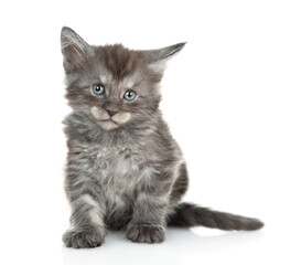 Aufkleber - Cute maine coon kitten sitting in front view and looking at camera. isolated on white background