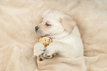 Leinwandbilder - Cute Golden retriever puppy sleeps with toy bear under warm blanket on a bed at home. Top down view. Empty space for text