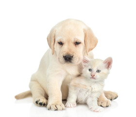 Aufkleber - Golden retriever puppy hugs a tiny  maine coon kitten and looks at camera. isolated on white background
