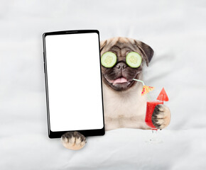 Leinwandbilder - Happy Pug puppy with a pieces of cucumber on it eyes relaxing on the bed at home drinking  cocktail and showing big smartphone with white screen in it paw. Top down view. Empty space for text