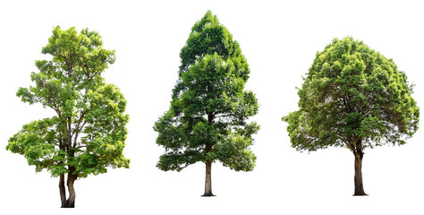 set of trees for architectural landscape element isolated on white background