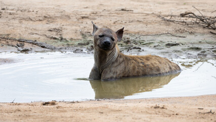 a spotted hyena in a pool of water
