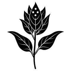 Wall Mural - milkweed flower isolated on white background
