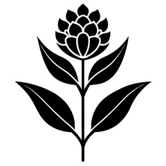 Wall Mural - milkweed flower isolated on white background