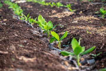 Wall Mural - Young banana plants grow well and are healthy. beautiful banana plants Banana field. young sprouts of bananas.