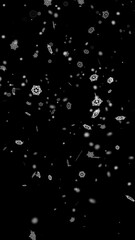 Wall Mural - 雪の結晶が舞う 縦[4K-背景透過] Snowflake Series:Snowflakes fluttering[with Alpha Channel / Transparent Background]4K