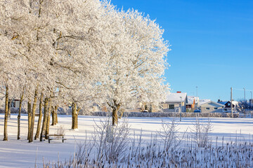 Wall Mural - Snowy pond with frosty trees in a park by a residential area in the winter