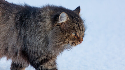 Wall Mural - A cat with long fur walks on a snowy surface