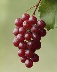 a cluster of glistening red grapes hangs from a green leafy vine, showcasing their fresh, juicy appe