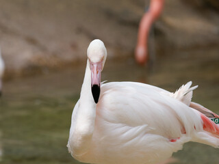 Greater flamingo (Phoenicopterus roseus) is the most widespread and largest species of the flamingo family.