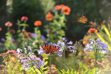 Wall Mural - Schmetterling 1170