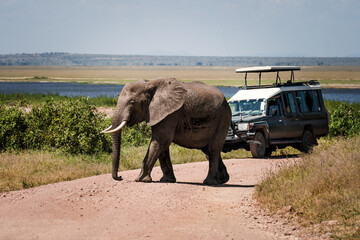 tourists in suv car watching , taking photos of african elephants in serengeti national park, tanzan