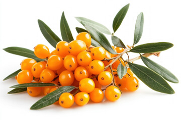 Poster - Sea Buckthorn Isolated