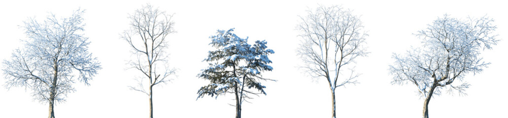 Wall Mural - set of ulmus davidiana and alnus cremastogyne and cedrus deodara winter frontal set street trees iso
