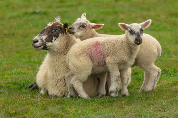 Wall Mural - mother sheep or ewe with her two cute young lambs snuggling up to her warm fleece in a cold early sp