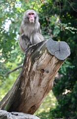 Wall Mural - A barbary macaque sitting on a tree