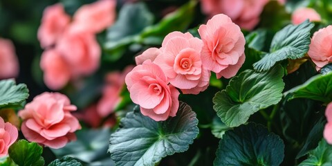 Aufkleber - Vibrant pink begonias bloom amidst lush green leaves, showcasing the beauty of indoor plants. The stunning pink flowers of begonias thrive beautifully in an indoor setting, perfect for plant lovers.
