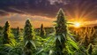 © julfiar - Sunset Cannabis Field. Marijuana Plants.