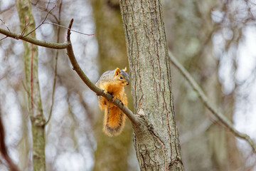 Wall Mural - the fox squirrel (sciurus niger), also known as the eastern fox squirrel or bryant's fox squirrel.
